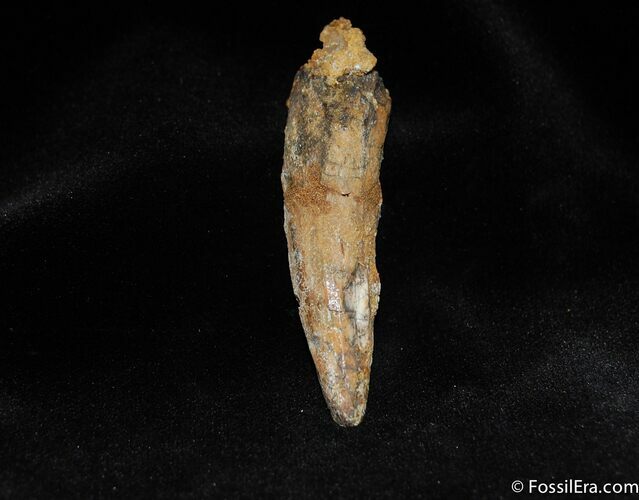 Spinosaurus Tooth #305